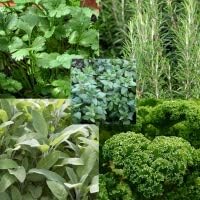 herbs Dried Mixed Herb